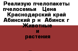 Реализую пчелопакеты, пчелосемьи › Цена ­ 900 - Краснодарский край, Абинский р-н, Абинск г. Животные и растения » Другие животные   